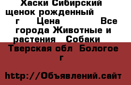 Хаски Сибирский (щенок рожденный 20.03.2017г.) › Цена ­ 25 000 - Все города Животные и растения » Собаки   . Тверская обл.,Бологое г.